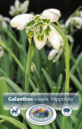 Galanthus Nivalis Hippolyta | Cappers 5 x 20 - image 3