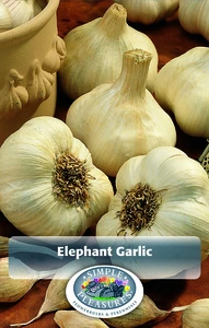 Garlic Elephant Garlic | Capper 25 x 2
