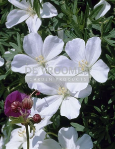 Geranium Album | 25 pce