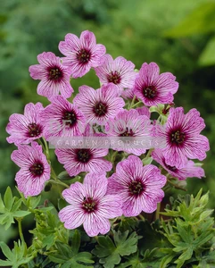 Geranium Ballerina | 200 pce