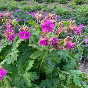 Geranium BeePub | 25 pcs
