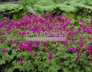 Geranium Bevan's Variety | 25 pce
