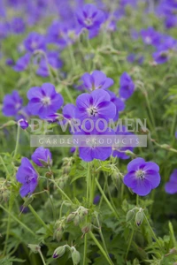 Geranium Brookside | 25 pce