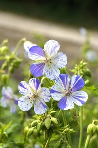 Geranium Delft Blue | 25 pce