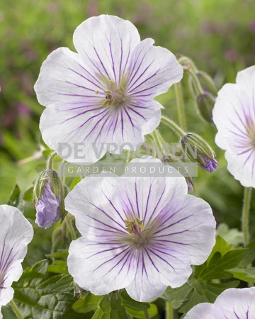 Geranium Derrick Cook | 25 pce