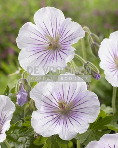 Geranium Derrick Cook | 25 pce
