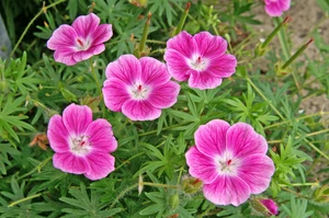 Geranium Elke | 25 pce