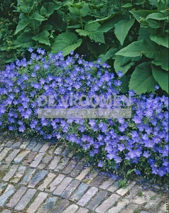 Geranium Johnson's Blue | 25 pce