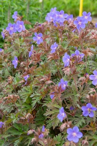 Geranium Kaya | 25 pce