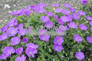 Geranium Max Frei | 25 pce