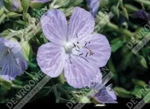Geranium Mrs. Kendall Clark | 250 pcs
