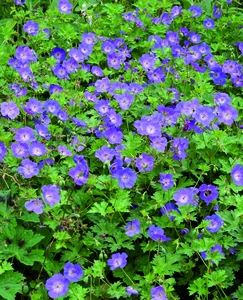 Geranium Rozanne PBR | 25 pce