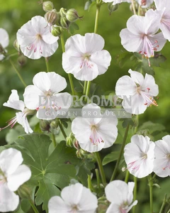 Geranium St. Ola | 25 pcs