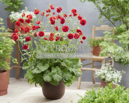 Geum Fiery Red | 250 pce