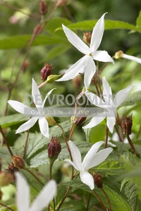 Gillenia Trifoliata | 25 pce