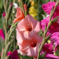 Gladiolus