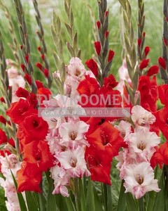 Gladiolus Cherry Cherish Mix | Capper 16 x 15