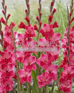 Gladiolus Fairytail Pink | Capper 12 x 10