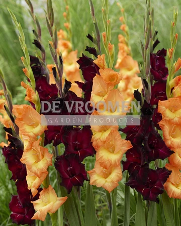 Gladiolus Flaming Surprise Mix | Capper 16 x 15
