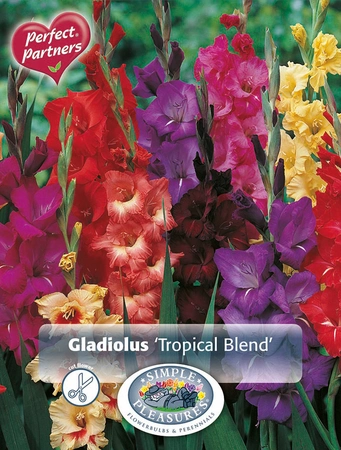 Gladiolus Tropical Blend | Capper 12 x 25