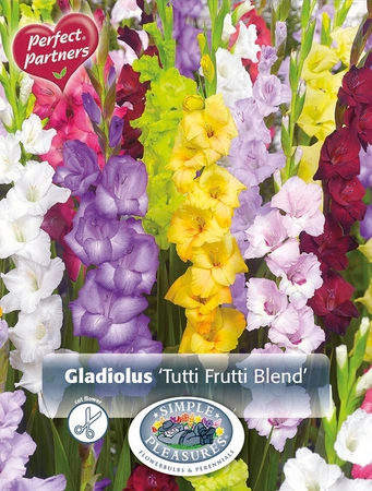 Gladiolus Tutti Frutti Blend | Capper 12 x 25