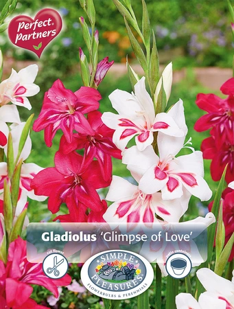 Gladiolus Glimpse Of Love | Capper 16 x 15