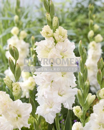 Gladiolus Ivory Perfection | Capper 15 x 10