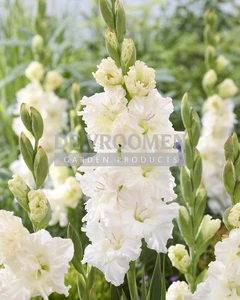 Gladiolus Ivory Perfection | Capper 15 x 10