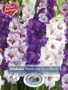 Gladiolus Passionate Hues Blend | Capper 16 x 15