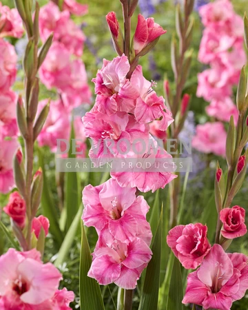 Gladiolus Pink Event NEW | Capper 12 x 10