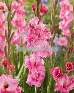 Gladiolus Pink Event NEW | Capper 12 x 10