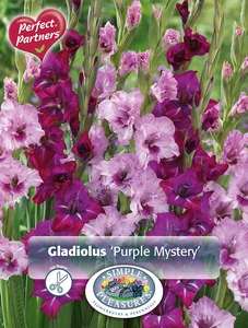 Gladiolus Purple Mystery | Capper 16 x 15