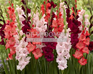 Gladiolus Rose & Pose NEW | Capper 15 x 16