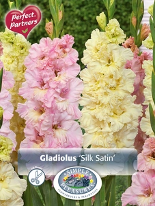 Gladiolus Silk Satin | Capper 16 x 15