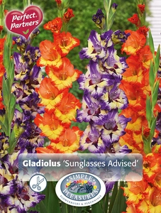 Gladiolus Sunglasses Advised | Capper 16 x 15