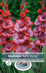 Gladiolus Ted's Trump | Capper 12 x 10