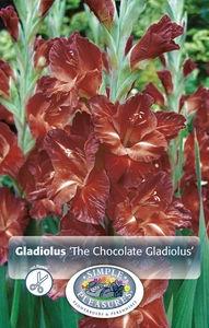 Gladiolus The Chocolate (Buccaco) | Capper 12 x 8