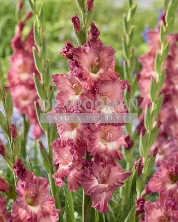 Gladiolus Tiramisu NEW | Capper 15 x 10