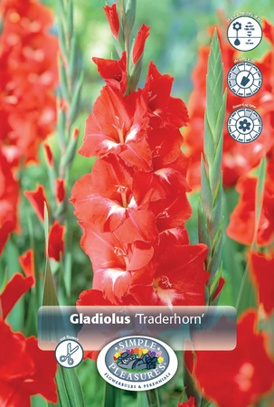 Gladiolus Traderhorn | 325 pcs