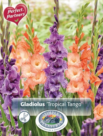 Gladiolus Blend Tropical Tango | Capper 16 x 15