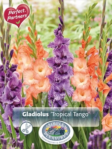 Gladiolus Blend Tropical Tango | Capper 16 x 15