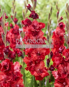 Gladiolus Velvet Raspberry | Capper 15 x 10