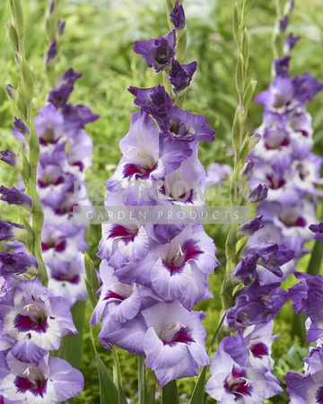 Gladiolus Vista | Capper 12 x 10