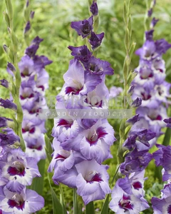 Gladiolus Vista | Capper 12 x 10