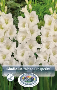 Gladiolus White Prosperity | Capper 12 x 8