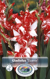 Gladiolus Zizanie | Capper 12 x 8