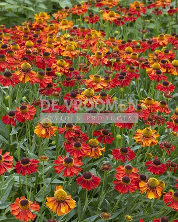 Helenium Fuego PBR | 400 pce
