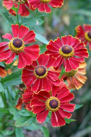 Helenium Potter's Wheel | 25 pce