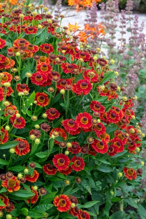 Helenium Salsa NEW | 25 pcs