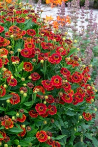 Helenium Salsa NEW | 25 pcs